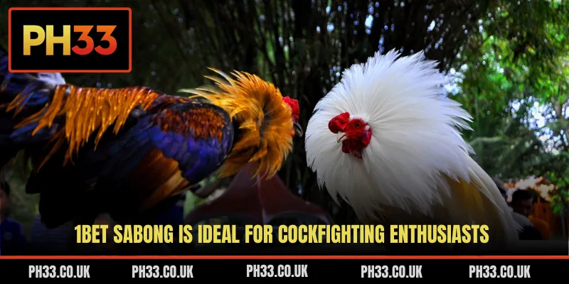 1Bet Sabong is ideal for cockfighting enthusiasts