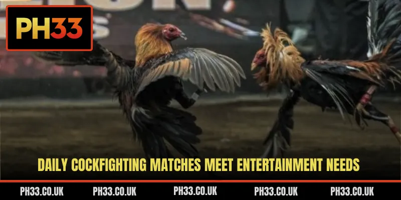 Daily cockfighting matches meet entertainment needs