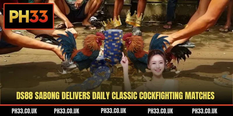 DS88 Sabong delivers daily classic cockfighting matches