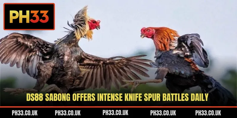 DS88 Sabong offers intense knife spur battles daily