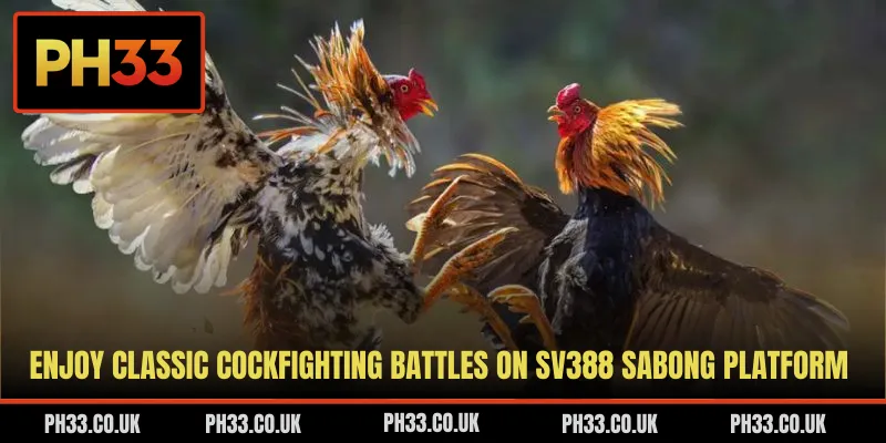 Enjoy classic cockfighting battles on SV388 Sabong platform
