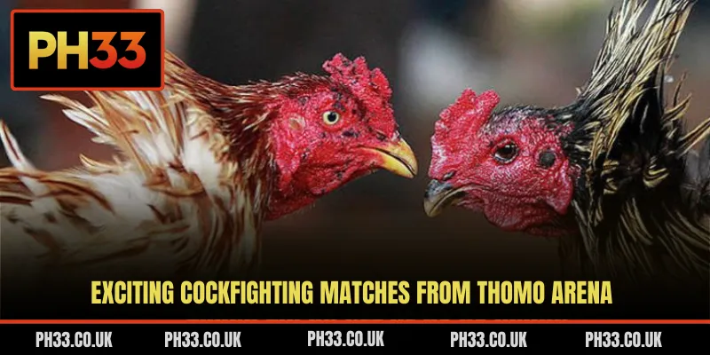 Exciting cockfighting matches from Thomo arena