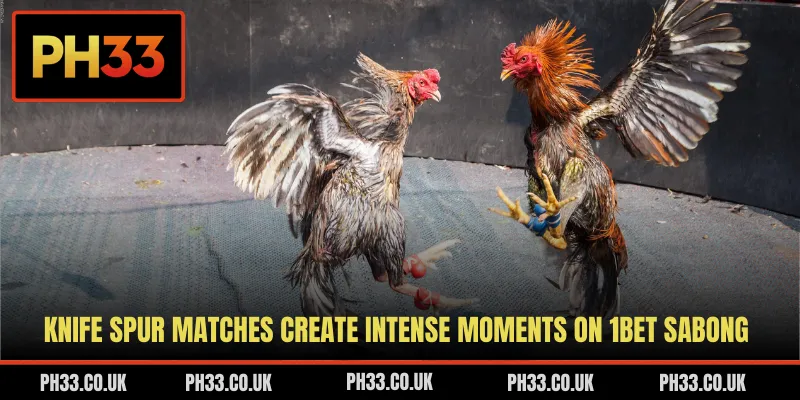 Knife spur matches create intense moments on 1Bet Sabong